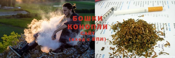 прущие грибы Абаза